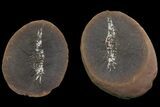 Fossil Shrimp (Belotelson) Nodule (Pos/Neg) - Mazon Creek #113231-2